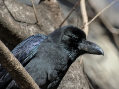 Corvus macrorhynchos