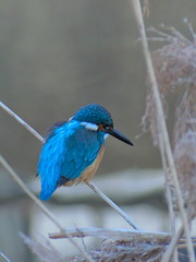 Alcedo atthis