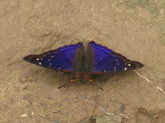Doxocopa agathina