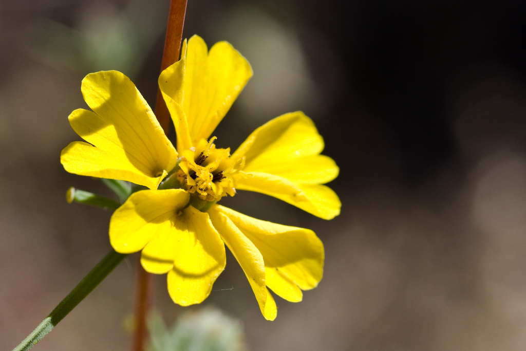Calycadenia truncata