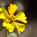 Oregon Western Rosinweed - Photo (c) Ken-ichi Ueda, some rights reserved (CC BY)