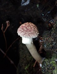 Boletellus deceptivus