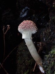Boletellus deceptivus