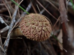 Boletellus deceptivus
