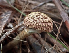 Boletellus deceptivus