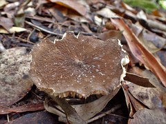Lactifluus wirrabara