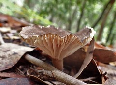 Lactifluus wirrabara