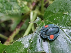 Cyrtonota