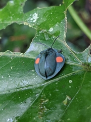 Cyrtonota