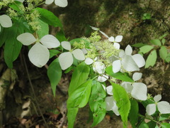 Hydrangea scandens