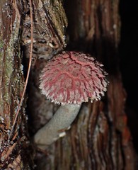 Boletellus deceptivus
