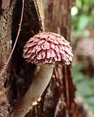 Boletellus deceptivus