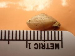 Stenotrema labrosum