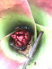 Neoregelia compacta