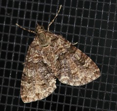 Polyclysta hypogrammata