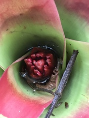 Neoregelia compacta