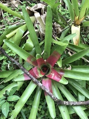 Neoregelia compacta