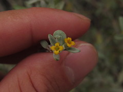 Buddleja mendozensis