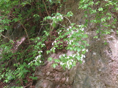 Hydrangea scandens