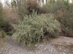 Buddleja mendozensis
