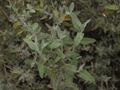 Buddleja mendozensis