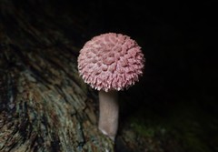 Boletellus deceptivus