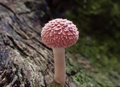 Boletellus deceptivus