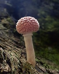 Boletellus deceptivus