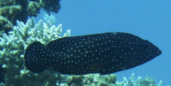 Cephalopholis cyanostigma