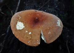 Lactifluus clarkeae