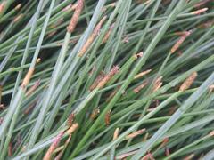 Eleocharis dregeana