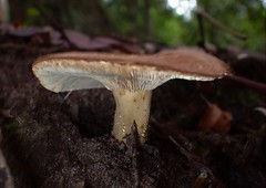Lactifluus clarkeae