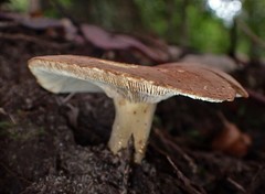 Lactifluus clarkeae