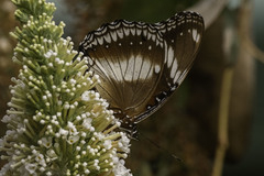 Hypolimnas bolina nerina