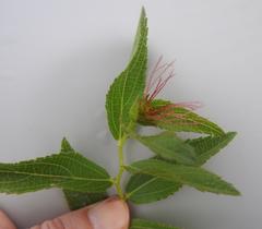 Acalypha caperonioides