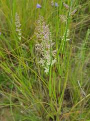 Eragrostis gummiflua