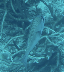Gymnocranius microdon