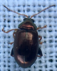 Crepidodera fulvicornis
