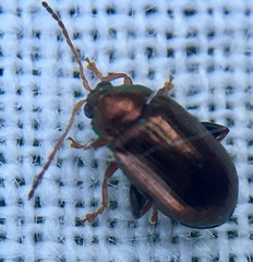 Crepidodera fulvicornis