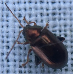 Crepidodera fulvicornis