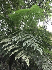 Cyathea