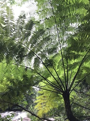 Cyathea