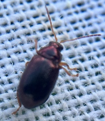 Crepidodera fulvicornis