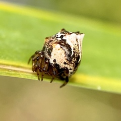 Phoroncidia sextuberculata