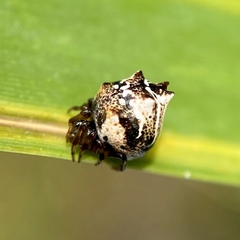 Phoroncidia sextuberculata