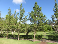 Juniperus bermudiana