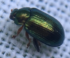 Crepidodera
