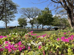 Bougainvillea