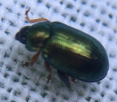 Crepidodera