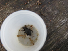 Scaphinotus interruptus